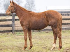 Wildwood's Beauty��25 �ʐ^